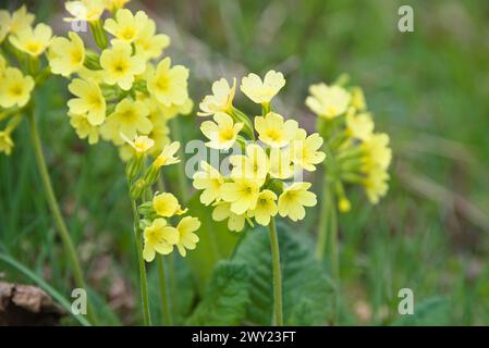 Cowslip - True Cowslip ist Eine geschützte Art, Primula Veris Stockfoto