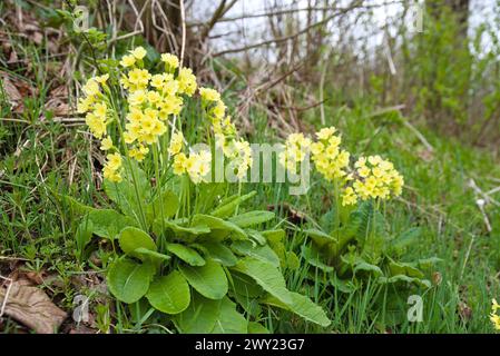 Cowslip Geschützt In Der Wildnis - Cowslip, Primula Veris Stockfoto