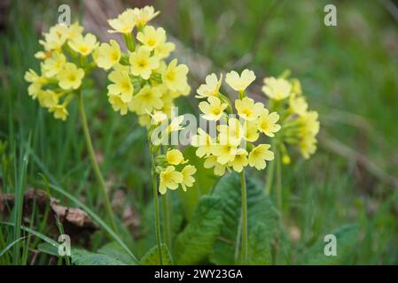 Geschützte Blume Primula Veris - Cowslip Unter Naturschutz Stockfoto