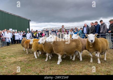 Die North Country Cheviot Schaf bei ihrer National Show, die 2022 auf der Black Isle Show in Schottland stattfand. Stockfoto