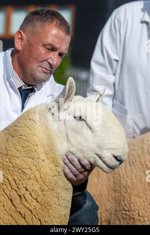 Die North Country Cheviot Schaf bei ihrer National Show, die 2022 auf der Black Isle Show in Schottland stattfand. Stockfoto