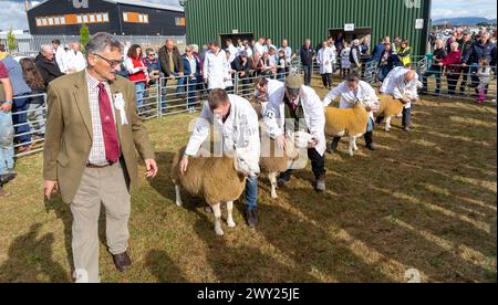 Die North Country Cheviot Schaf bei ihrer National Show, die 2022 auf der Black Isle Show in Schottland stattfand. Stockfoto