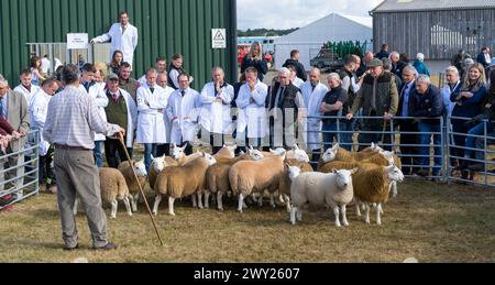 Die North Country Cheviot Schaf bei ihrer National Show, die 2022 auf der Black Isle Show in Schottland stattfand. Stockfoto