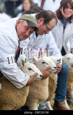Die North Country Cheviot Schaf bei ihrer National Show, die 2022 auf der Black Isle Show in Schottland stattfand. Stockfoto