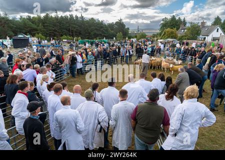 Die North Country Cheviot Schaf bei ihrer National Show, die 2022 auf der Black Isle Show in Schottland stattfand. Stockfoto