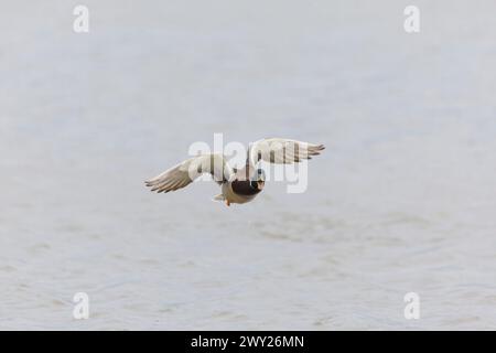 Mallard Anas platyrhynchos, männlicher Erwachsener meldet sich im Flug, Suffolk, England, April Stockfoto