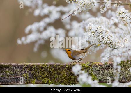 Europäischer robin Erithacus rubecula, Erwachsener auf einem Zaun zwischen Schwarzdorn Prunus spinosa, in der Blüte, Suffolk, England, März Stockfoto