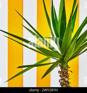 Palme wächst an einer gestreiften Wand in Aviero, Portugal, Europa Stockfoto