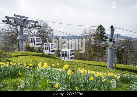 Seilbahnen steigen hinab auf den Gipfel der Heights of Abraham, der über Narzissen über Matlock Bath, Derbyshire, im April 2024 gesehen wurde. Stockfoto