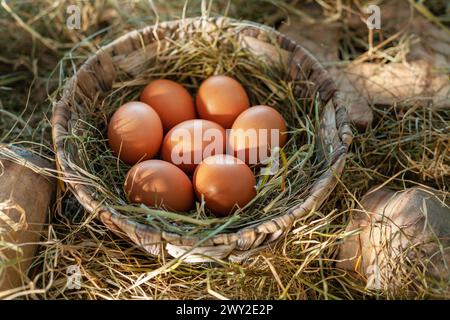 Braune Hühnereier im Strohnest im Hühnerstall. Stockfoto