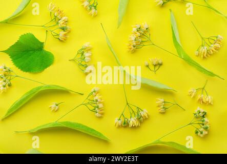 Sammlung von Lindenblüten, Lindenblättern und Blättern isoliert auf gelbem Hintergrund. Stockfoto