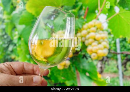 Glas Weißwein in der Menschenhand und Traubensträube auf der Rebe im Hintergrund. Stockfoto