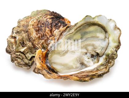 Offene und geschlossene rohe Austern, isoliert auf weißem Hintergrund. Delikatessen. Stockfoto