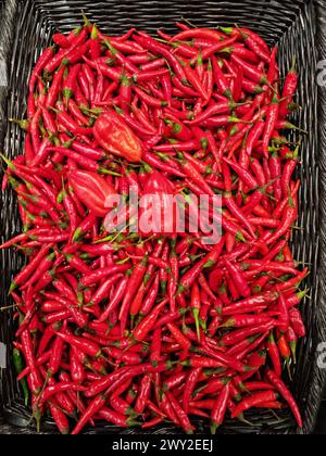 Viele rote Chilischoten oder Cayennepfeffer im Korb. Draufsicht. Stockfoto