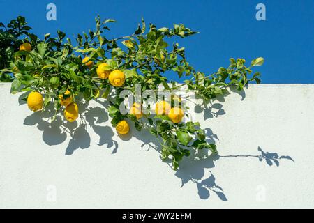 Reife Zitronenfrüchte auf Zitronenzweig, blauer Himmel und weiße Wand des Gebäudes im Hintergrund. Stockfoto