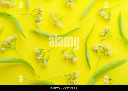 Sammlung von Lindenblüten, Lindenblättern und Blättern isoliert auf gelbem Hintergrund. Stockfoto