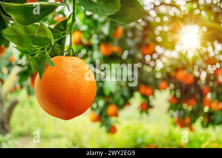 Reife Orangenfrüchte auf Orangenbaum zwischen üppigem Laub. Ansicht von unten. Stockfoto