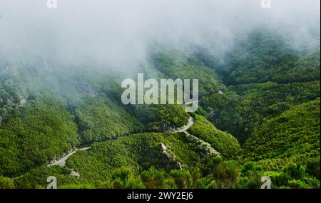 Landschaft des Fanal-Waldes, Madeira, Portugal, Europa Stockfoto