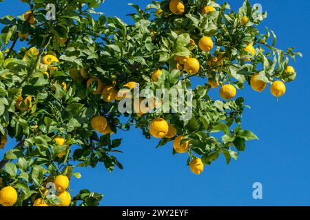 Viele reife Zitronenfrüchte auf Zitronenbaum und blauer Himmel im Hintergrund. Blick von oben. Stockfoto