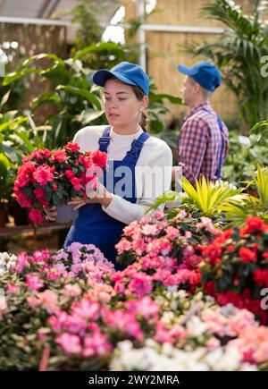 Gärtnerin, die Azaleen für den Markt arrangiert und Gewächshausuniform trägt Stockfoto