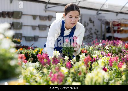 Junge Gärtnerin im Overall kümmert sich um Blumenkonillets (antirrhinum majus) im Gewächshaus Stockfoto