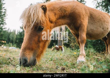 Pony Close-up isst Gras auf einer Weide in Osterreich. Pony knabbert Gras Nahaufnahme. Kleines süßes Rot. Stockfoto