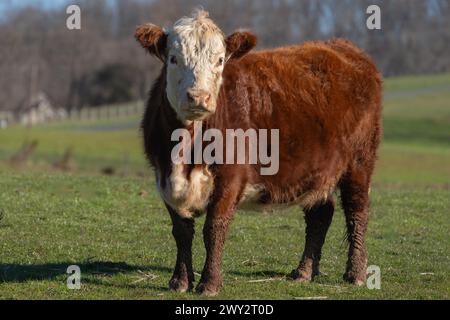 Braune und weiße Hereford-Rinder, die auf der Frühlingswiese in Pennsylvania weiden Stockfoto