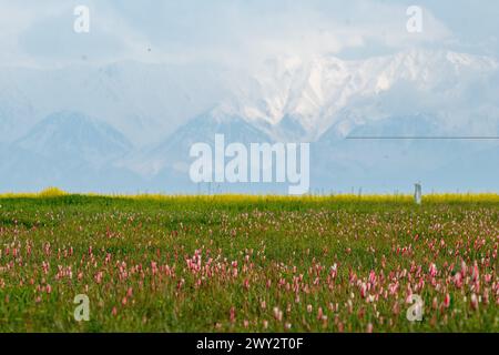 Srinagar, Jammu Und Kaschmir, Indien. April 2024. Allgemeine Ansicht der wilden Tulpen blühten in den Safranfeldern während der Frühlingssaison in Pampore, südlich von Srinagar. Diese wilden Tulpen blühen auf natürliche Weise im Frühling auf den Safranfeldern von Pampore und ziehen Touristen und Social-Media-Influencer an. (Credit Image: © Faisal Bashir/SOPA Images via ZUMA Press Wire) NUR REDAKTIONELLE VERWENDUNG! Nicht für kommerzielle ZWECKE! Stockfoto