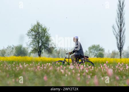 Srinagar, Jammu Und Kaschmir, Indien. April 2024. Ein Mann aus Kaschmir fährt sein Fahrrad in der Nähe der wilden Tulpen, die während der Frühlingssaison in Pampore südlich von Srinagar auf den Safranfeldern blühten. Diese wilden Tulpen blühen auf natürliche Weise im Frühling auf den Safranfeldern von Pampore und ziehen Touristen und Social-Media-Influencer an. (Credit Image: © Faisal Bashir/SOPA Images via ZUMA Press Wire) NUR REDAKTIONELLE VERWENDUNG! Nicht für kommerzielle ZWECKE! Stockfoto