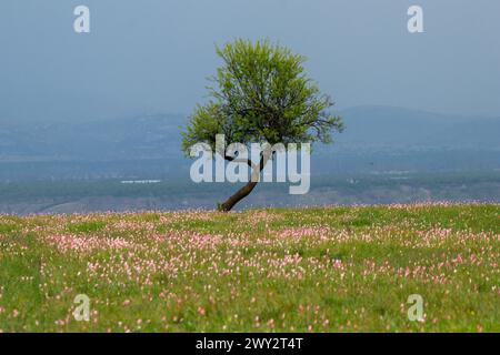 Srinagar, Jammu Und Kaschmir, Indien. April 2024. Allgemeine Ansicht der wilden Tulpen blühten in den Safranfeldern während der Frühlingssaison in Pampore, südlich von Srinagar. Diese wilden Tulpen blühen auf natürliche Weise im Frühling auf den Safranfeldern von Pampore und ziehen Touristen und Social-Media-Influencer an. (Credit Image: © Faisal Bashir/SOPA Images via ZUMA Press Wire) NUR REDAKTIONELLE VERWENDUNG! Nicht für kommerzielle ZWECKE! Stockfoto