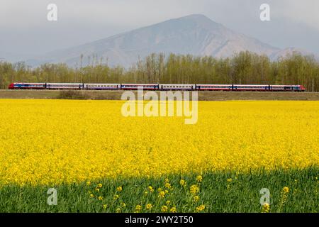 Srinagar, Jammu Und Kaschmir, Indien. April 2024. Ein Zug fährt während der Frühlingssaison in Pampore, südlich von Srinagar, auf einer Eisenbahnstrecke entlang eines blühenden Senffeldes. (Credit Image: © Faisal Bashir/SOPA Images via ZUMA Press Wire) NUR REDAKTIONELLE VERWENDUNG! Nicht für kommerzielle ZWECKE! Stockfoto