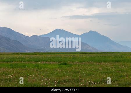 Srinagar, Jammu Und Kaschmir, Indien. April 2024. Allgemeine Ansicht der wilden Tulpen blühten in den Safranfeldern während der Frühlingssaison in Pampore, südlich von Srinagar. Diese wilden Tulpen blühen auf natürliche Weise im Frühling auf den Safranfeldern von Pampore und ziehen Touristen und Social-Media-Influencer an. (Credit Image: © Faisal Bashir/SOPA Images via ZUMA Press Wire) NUR REDAKTIONELLE VERWENDUNG! Nicht für kommerzielle ZWECKE! Stockfoto