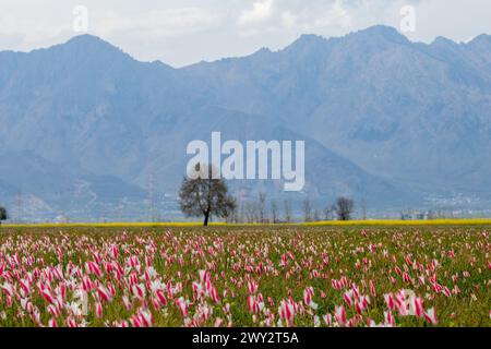 Srinagar, Jammu Und Kaschmir, Indien. April 2024. Allgemeine Ansicht der wilden Tulpen blühten in den Safranfeldern während der Frühlingssaison in Pampore, südlich von Srinagar. Diese wilden Tulpen blühen auf natürliche Weise im Frühling auf den Safranfeldern von Pampore und ziehen Touristen und Social-Media-Influencer an. (Credit Image: © Faisal Bashir/SOPA Images via ZUMA Press Wire) NUR REDAKTIONELLE VERWENDUNG! Nicht für kommerzielle ZWECKE! Stockfoto