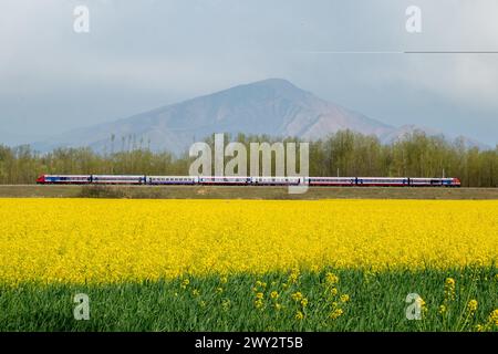 Srinagar, Jammu Und Kaschmir, Indien. April 2024. Ein Zug fährt während der Frühlingssaison in Pampore, südlich von Srinagar, auf einer Eisenbahnstrecke entlang eines blühenden Senffeldes. (Credit Image: © Faisal Bashir/SOPA Images via ZUMA Press Wire) NUR REDAKTIONELLE VERWENDUNG! Nicht für kommerzielle ZWECKE! Stockfoto