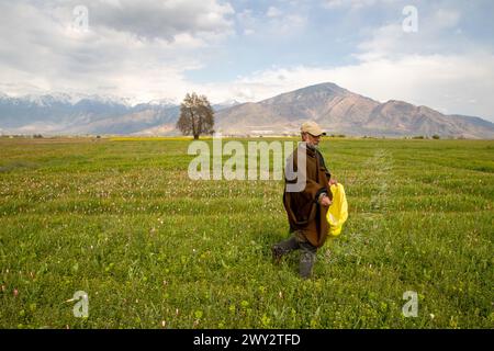 Srinagar, Jammu Und Kaschmir, Indien. April 2024. Ein kaschmirischer Landwirt verteilt Dünger auf seinem Feld in der Nähe der wilden Tulpen, die während der Frühjahrssaison in Pampore südlich von Srinagar auf den Safranfeldern blühten. Diese wilden Tulpen blühen auf natürliche Weise im Frühling auf den Safranfeldern von Pampore und ziehen Touristen und Social-Media-Influencer an. (Credit Image: © Faisal Bashir/SOPA Images via ZUMA Press Wire) NUR REDAKTIONELLE VERWENDUNG! Nicht für kommerzielle ZWECKE! Stockfoto