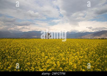 Srinagar, Jammu Und Kaschmir, Indien. April 2024. Allgemeine Ansicht des blühenden Senffeldes während der Frühlingssaison in Pampore, südlich von Srinagar. (Credit Image: © Faisal Bashir/SOPA Images via ZUMA Press Wire) NUR REDAKTIONELLE VERWENDUNG! Nicht für kommerzielle ZWECKE! Stockfoto