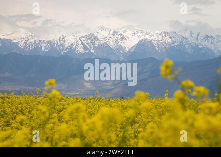 Srinagar, Jammu Und Kaschmir, Indien. April 2024. Allgemeine Ansicht des blühenden Senffeldes während der Frühlingssaison in Pampore, südlich von Srinagar. (Credit Image: © Faisal Bashir/SOPA Images via ZUMA Press Wire) NUR REDAKTIONELLE VERWENDUNG! Nicht für kommerzielle ZWECKE! Stockfoto