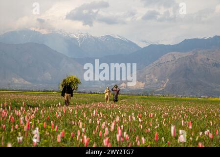 Srinagar, Jammu Und Kaschmir, Indien. April 2024. Kaschmiri-Bauern spazieren in der Nähe der wilden Tulpen, die während der Frühlingssaison in Pampore südlich von Srinagar auf den Safranfeldern blühten. Diese wilden Tulpen blühen auf natürliche Weise im Frühling auf den Safranfeldern von Pampore und ziehen Touristen und Social-Media-Influencer an. (Credit Image: © Faisal Bashir/SOPA Images via ZUMA Press Wire) NUR REDAKTIONELLE VERWENDUNG! Nicht für kommerzielle ZWECKE! Stockfoto