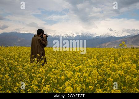 Srinagar, Jammu Und Kaschmir, Indien. April 2024. Ein Fotograf fotografiert das blühende Senffeld während der Frühlingssaison in Pampore, südlich von Srinagar. (Credit Image: © Faisal Bashir/SOPA Images via ZUMA Press Wire) NUR REDAKTIONELLE VERWENDUNG! Nicht für kommerzielle ZWECKE! Stockfoto