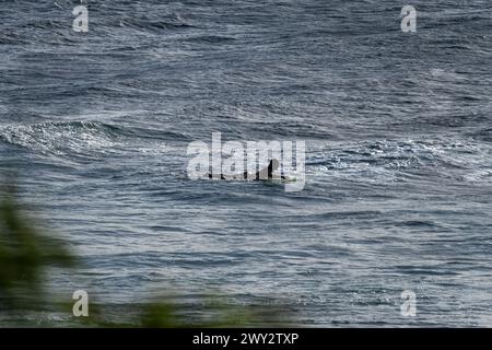 Eine Silhouette eines Surfers, der auf seinem Brett liegt, während er auf eine Welle wartet. Stockfoto