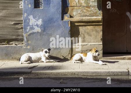 Zwei streunende Hunde liegen auf einem Bürgersteig, Havanna, Kuba Stockfoto