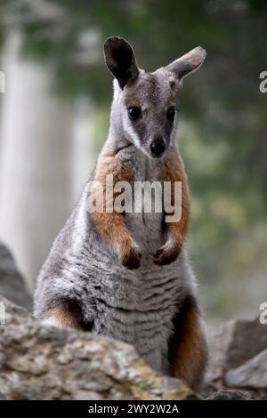 Das Gelbfüßige Rock-Wallaby ist mit einem weißen Wangenstreifen und orangefarbenen Ohren hell gefärbt. Oben ist es feungrau, mit einem weißen Seitenstreifen und einem "b" Stockfoto