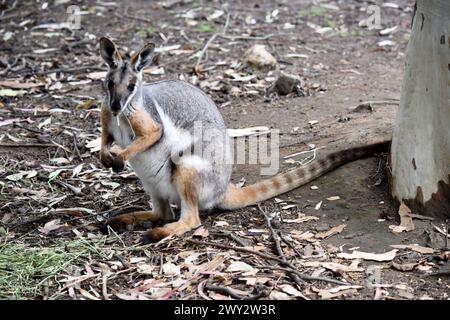 Das Gelbfüßige Rock-Wallaby ist mit einem weißen Wangenstreifen und orangefarbenen Ohren hell gefärbt. Oben ist es feungrau, mit einem weißen Seitenstreifen und einem "b" Stockfoto