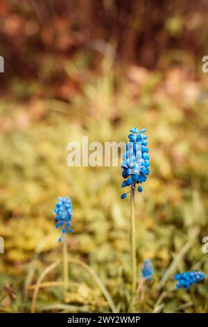 Muscari armeniacum (Blaue Traubenhyazinthe) blüht im Garten, selektiver Fokus. Stockfoto