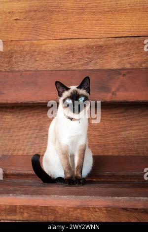 Siamkatze mit blauen Augen, die auf einer Holzbank sitzt. Stockfoto