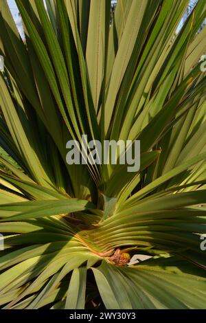 Screwpine Verlässt Pandanus Utilis Stockfoto