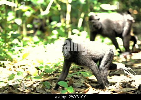 Haubenmakaken (Macaca nigra) bewegen sich auf dem Boden, während sie im Tangkoko-Wald im Norden von Sulawesi, Indonesien, auf der Suche sind. „Der Klimawandel ist einer der wichtigsten Faktoren, die die biologische Vielfalt weltweit in alarmierender Geschwindigkeit beeinflussen“, so ein Team von Wissenschaftlern unter der Leitung von Antonio acini Vasquez-Aguilar in ihrem Forschungspapier, das erstmals im März 2024 über environ Monit Assete veröffentlicht wurde. Der Klimawandel könnte die geografische Verteilung von Arten verändern, einschließlich Arten, die stark von der Waldbedeckung abhängen. „Steigende Temperaturen, die durch den Klimawandel verursacht werden, können das empfindliche Gleichgewicht der Ökosysteme stören Stockfoto