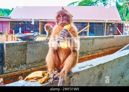 Der Makak hält Bananen im Innenhof des Wat Suwan Kuha Cave Temple (Affentempel) in Phang Nga, Thailand Stockfoto