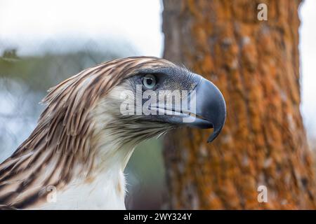 Der philippinische Adler (Pithecophaga jefferyi) ist eine kritisch gefährdete Adlerart, die in den Wäldern der Philippinen endemisch ist. Stockfoto