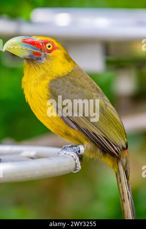 Der Safran-Tucanet (Pteroglossus bailloni) ist eine Vogelart aus der Familie der Ramphastidae, die im Atlantischen Wald vorkommt Stockfoto